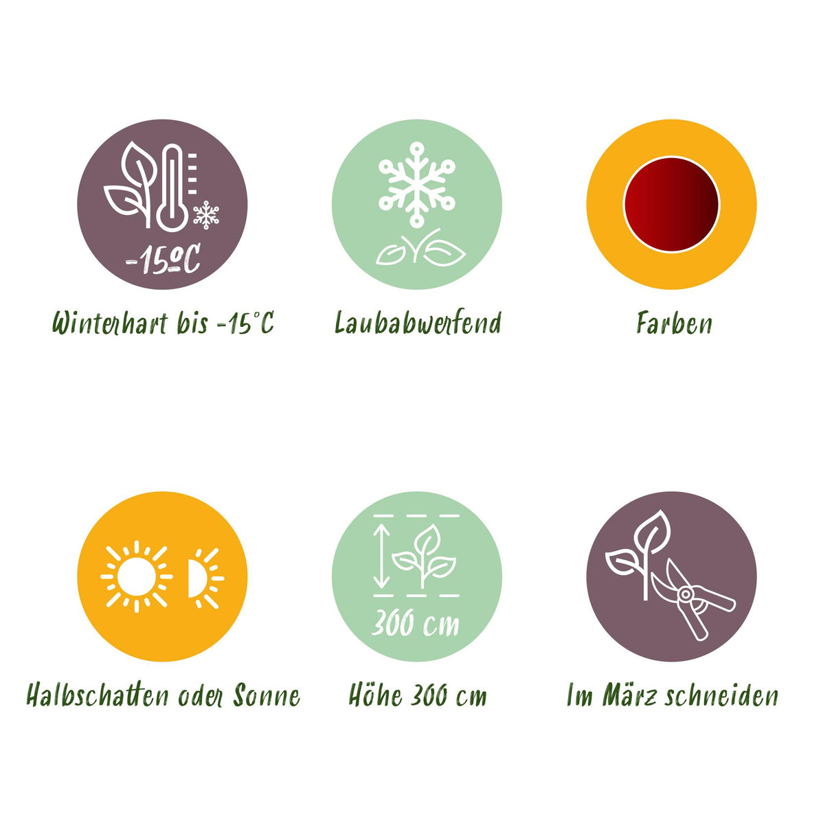 Acer palmatum Jerre Swarts x2