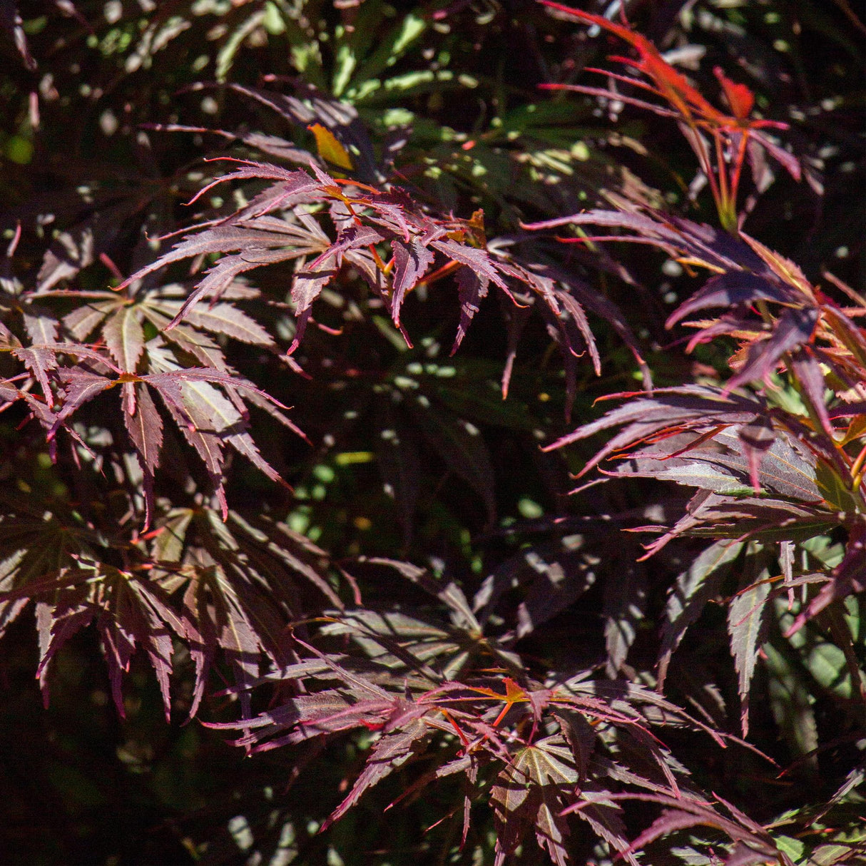 Acer palmatum Trompenburg x2