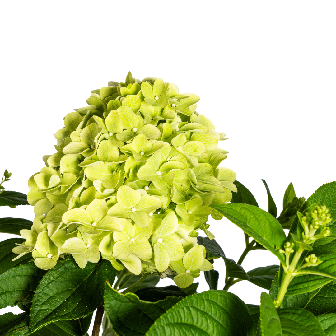 Hydrangea Paniculata Limelight