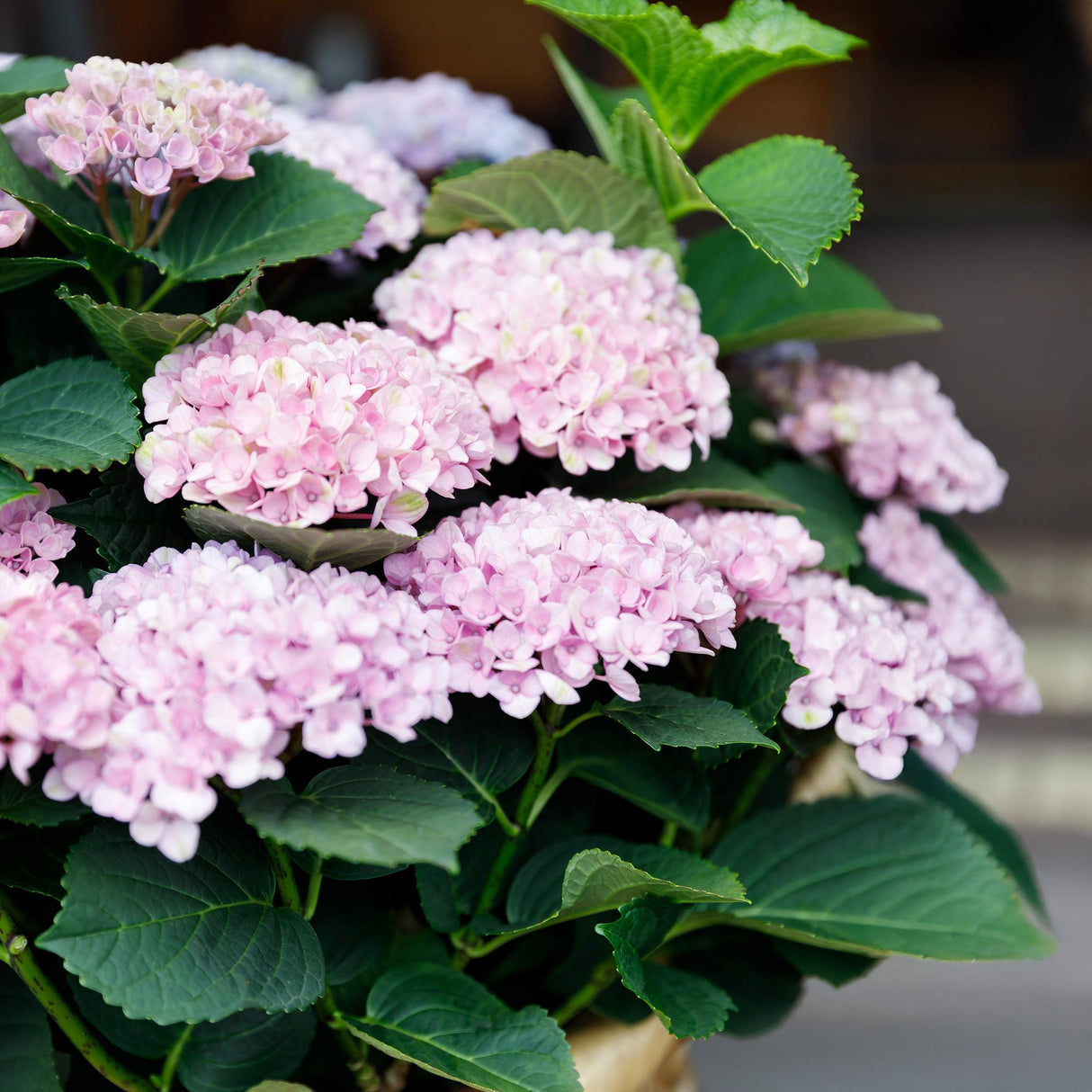 Hydrangea Magical Revolution Pink