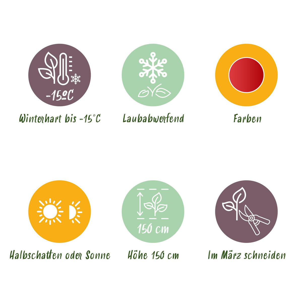 Acer palmatum Shaina x2