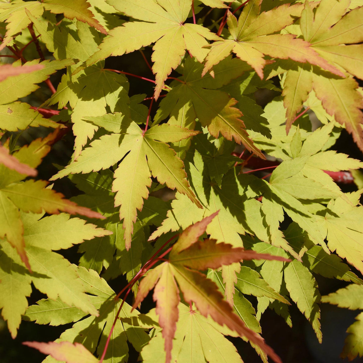 Acer palmatum Summergold x2