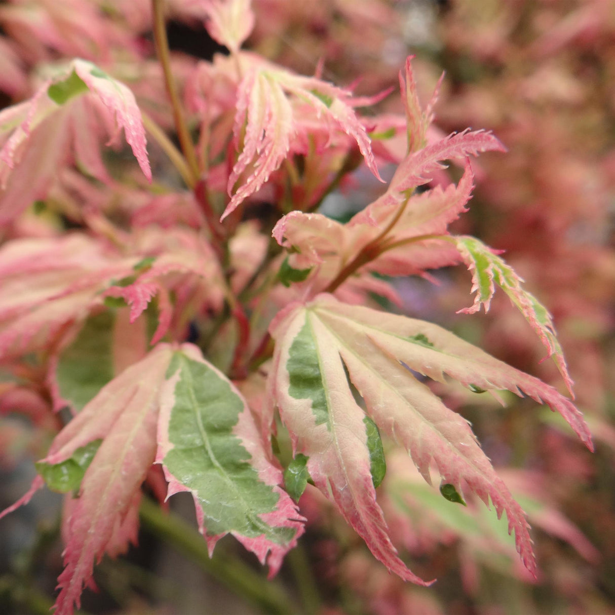 Acer palmatum Iyoshi x2