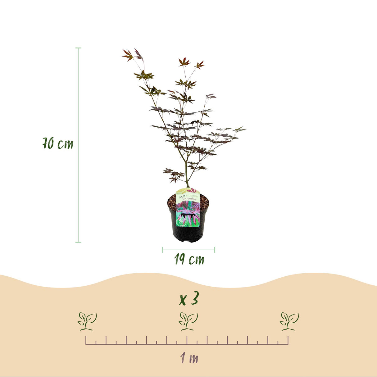 Acer palmatum Trompenburg x2