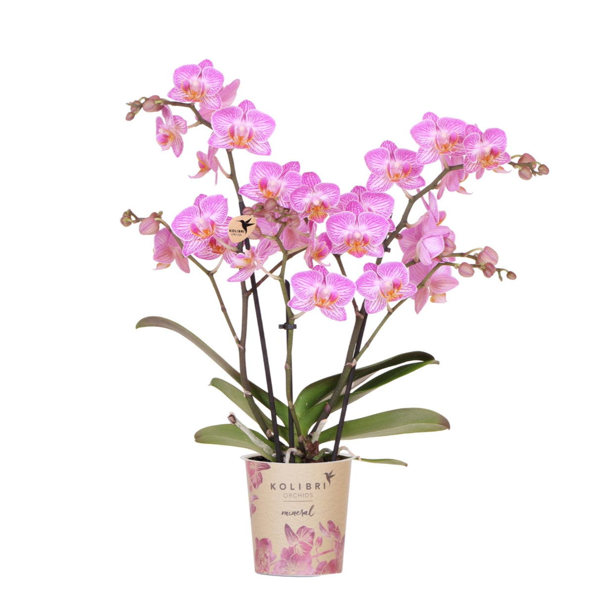 Pink Phalaenopsis Orchid Pot Size Ø9cm | Flowering Houseplant – Fresh from the Grower
