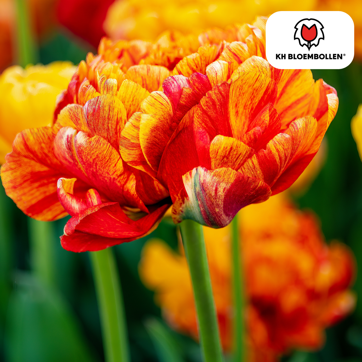 Yellow, Orange & Red Double-Flowered Tulip – Peony-like & Colorful – For Garden or Pot – Size 11/12 – 20 Pieces