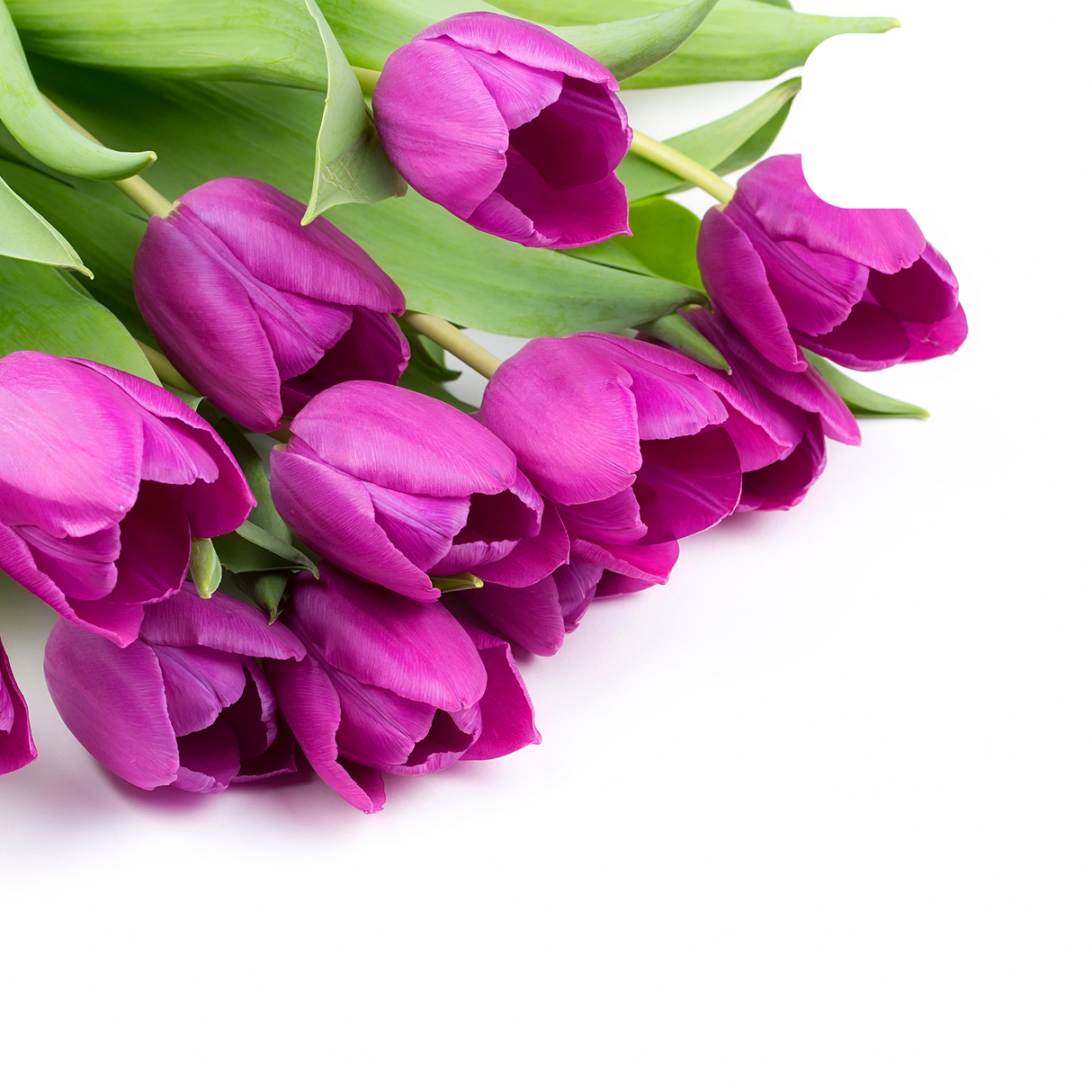 Purple-Violet Tulip / Pot – Size 11/12 x 20