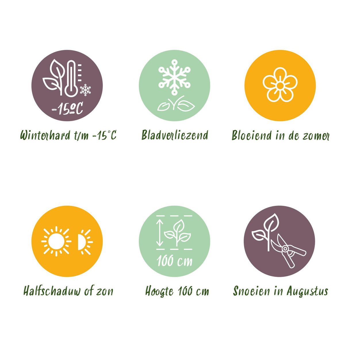 Hydrangea Magical Jewel Pink x2