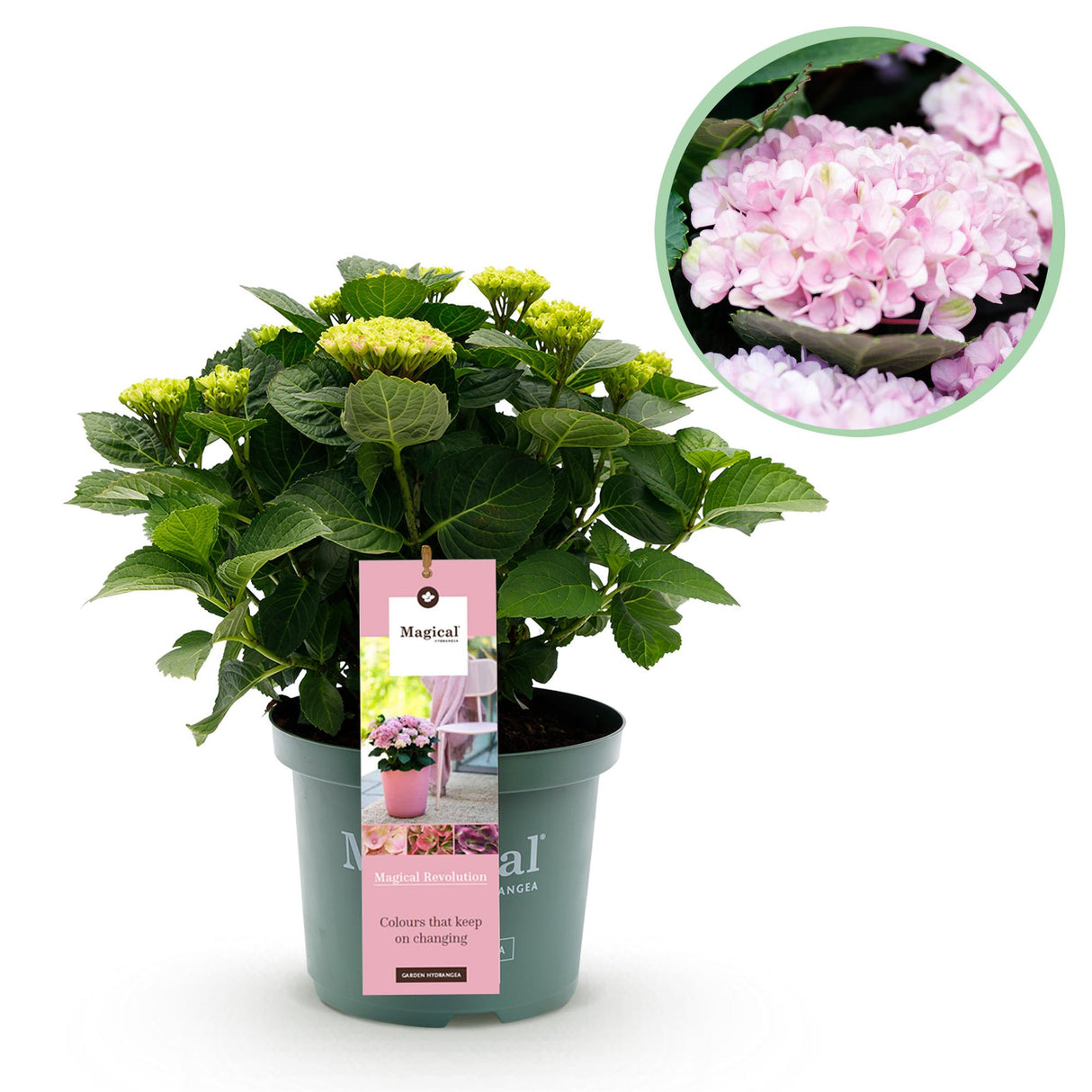 Hydrangea Magical Revolution Pink