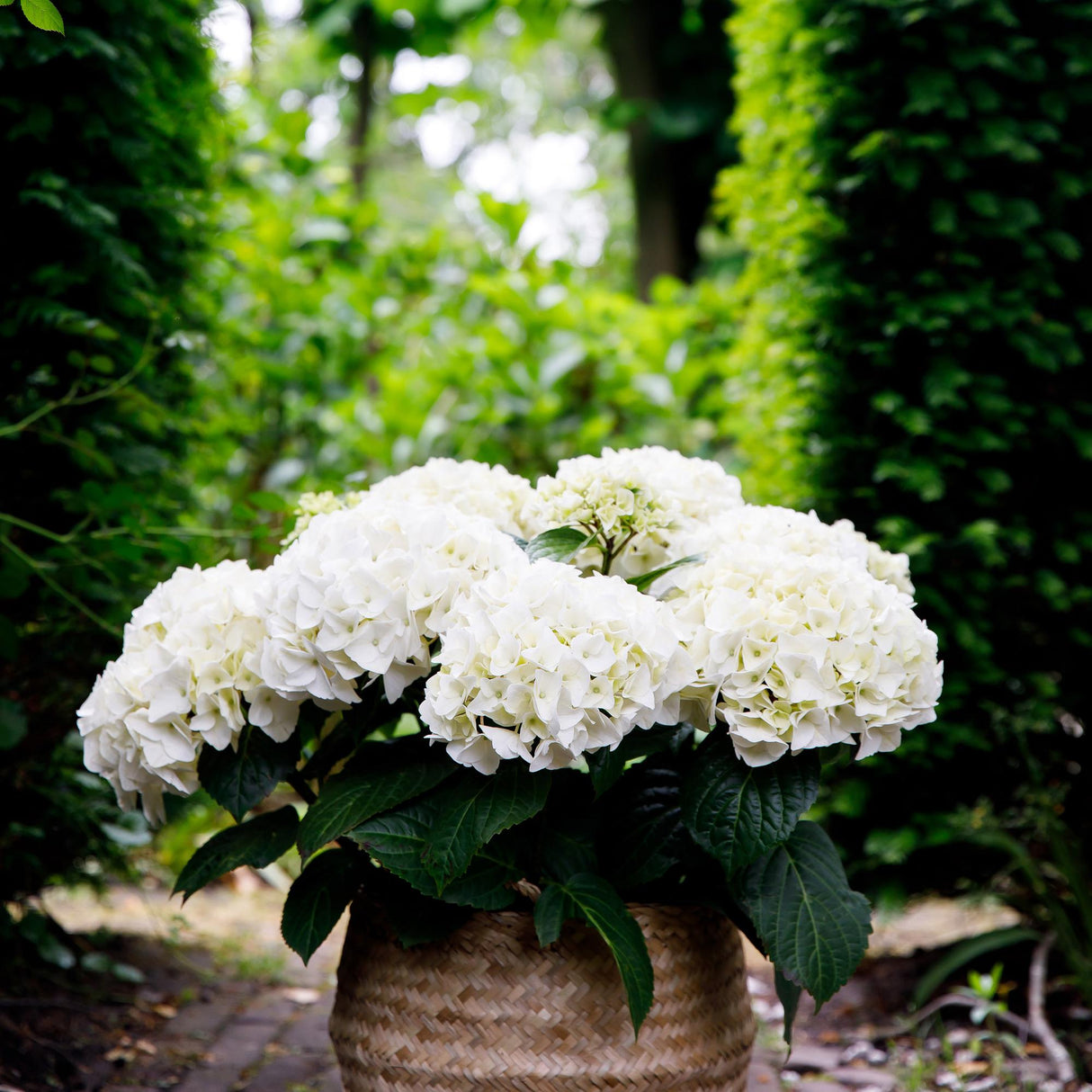 Hydrangea macrophylla Forever & Ever White x2