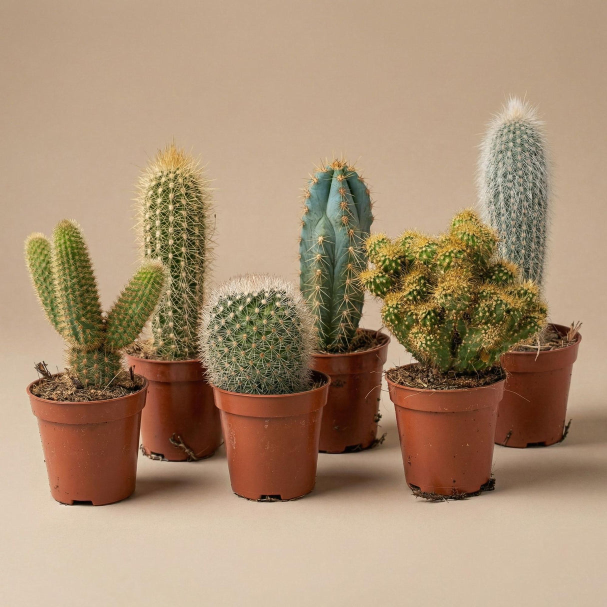 Kaktus-Set 6 Stück mit Mini-Keramiktöpfen Barcelona
