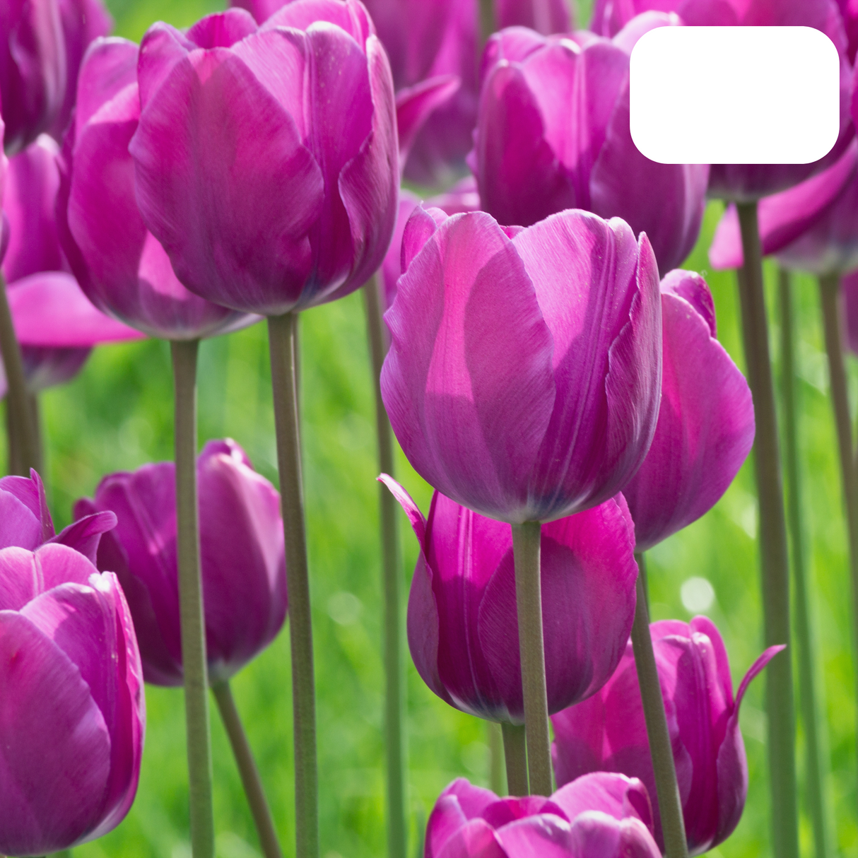 Purple-Violet Tulip / Pot – Size 11/12 x 20