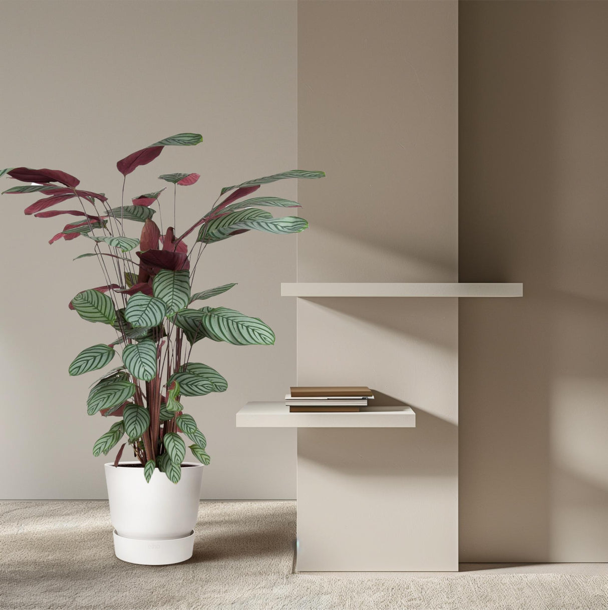 Calathea Oppenheimiana