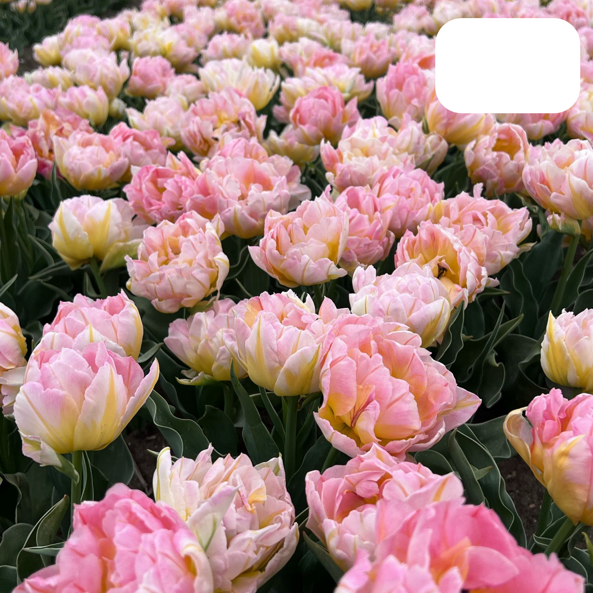 Pink Double-Flowered Tulip / Pot – Size 11/12 x 20