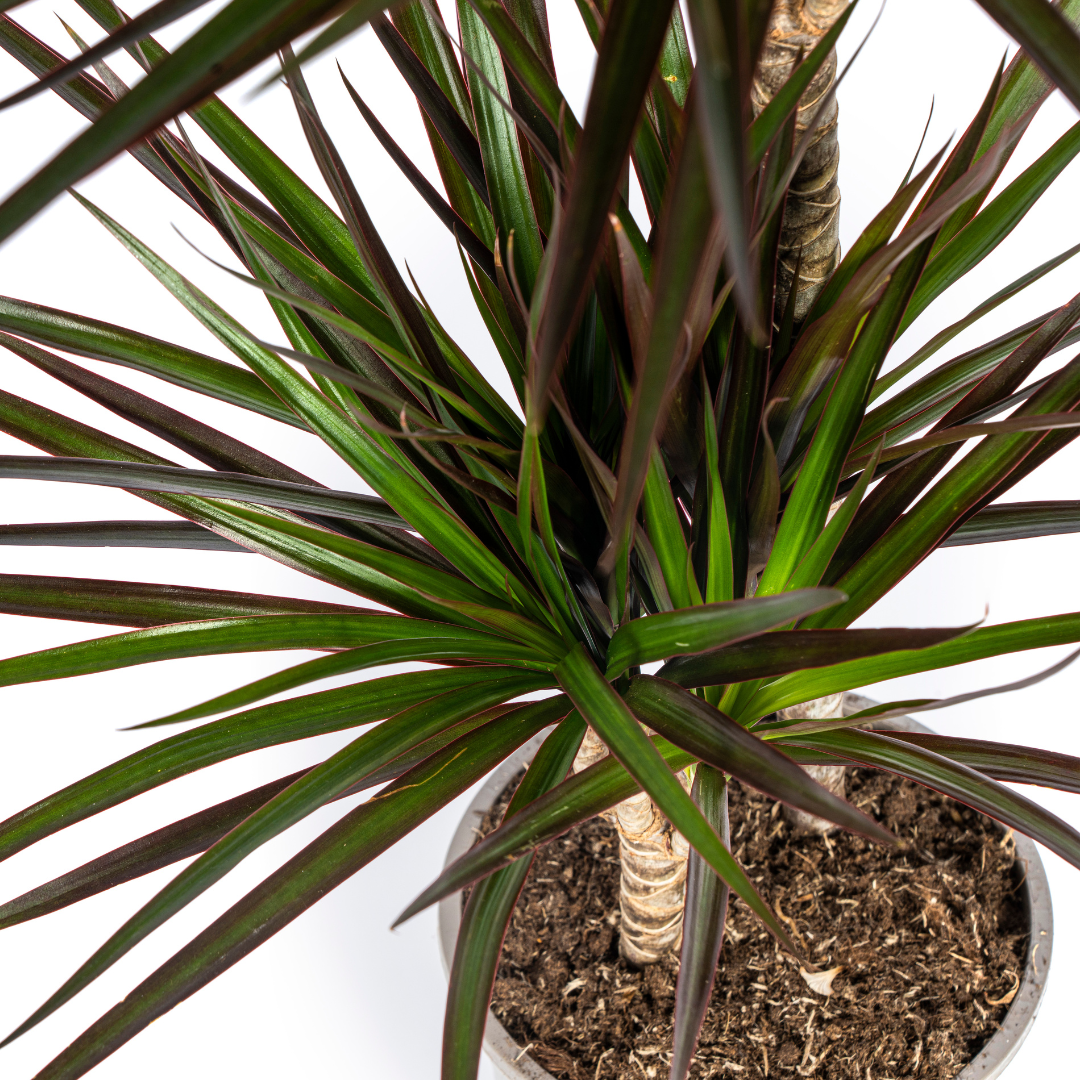 Dracaena Marginata Magenta