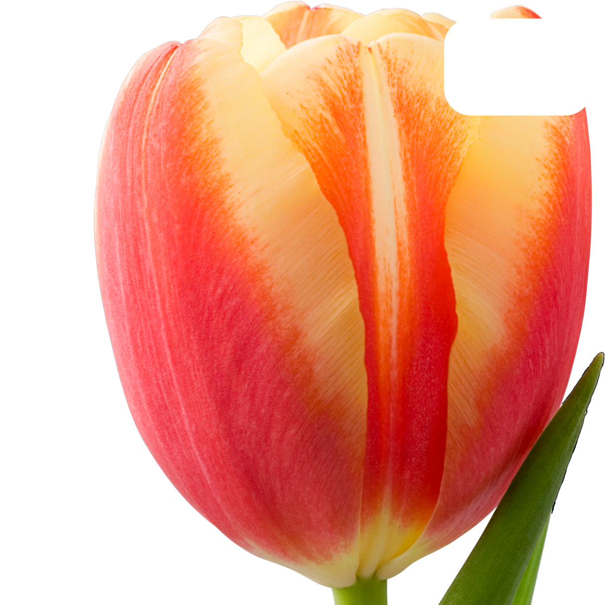 Tulip Bulbs Jan Seignette – 20 Pieces | Red-Yellow Striped Tulip – Classic & Striking – For Garden or Pot – Size 11/12 – Fresh from the Grower