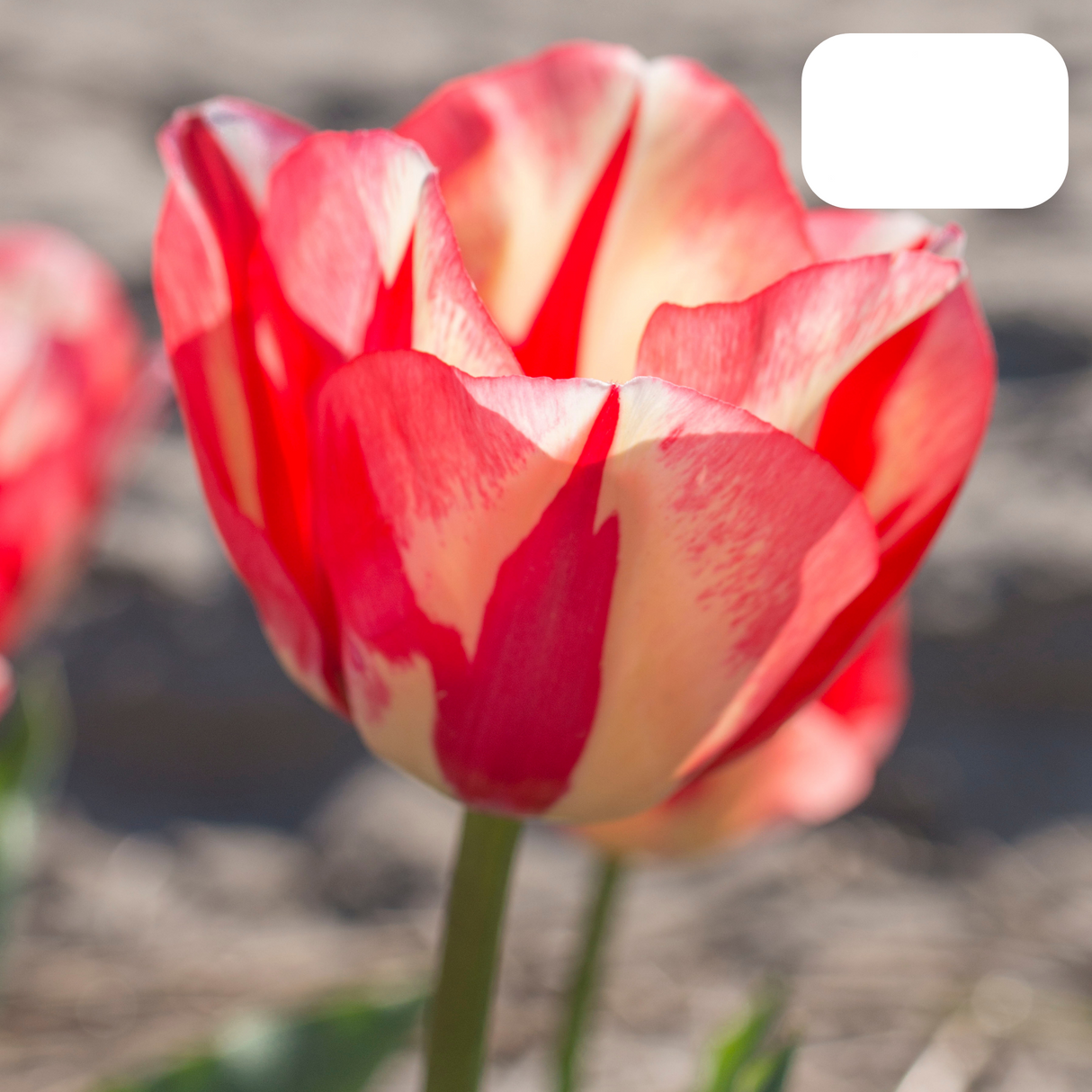 Red-Orange Tulip – Fiery / Pot – Size 11/12