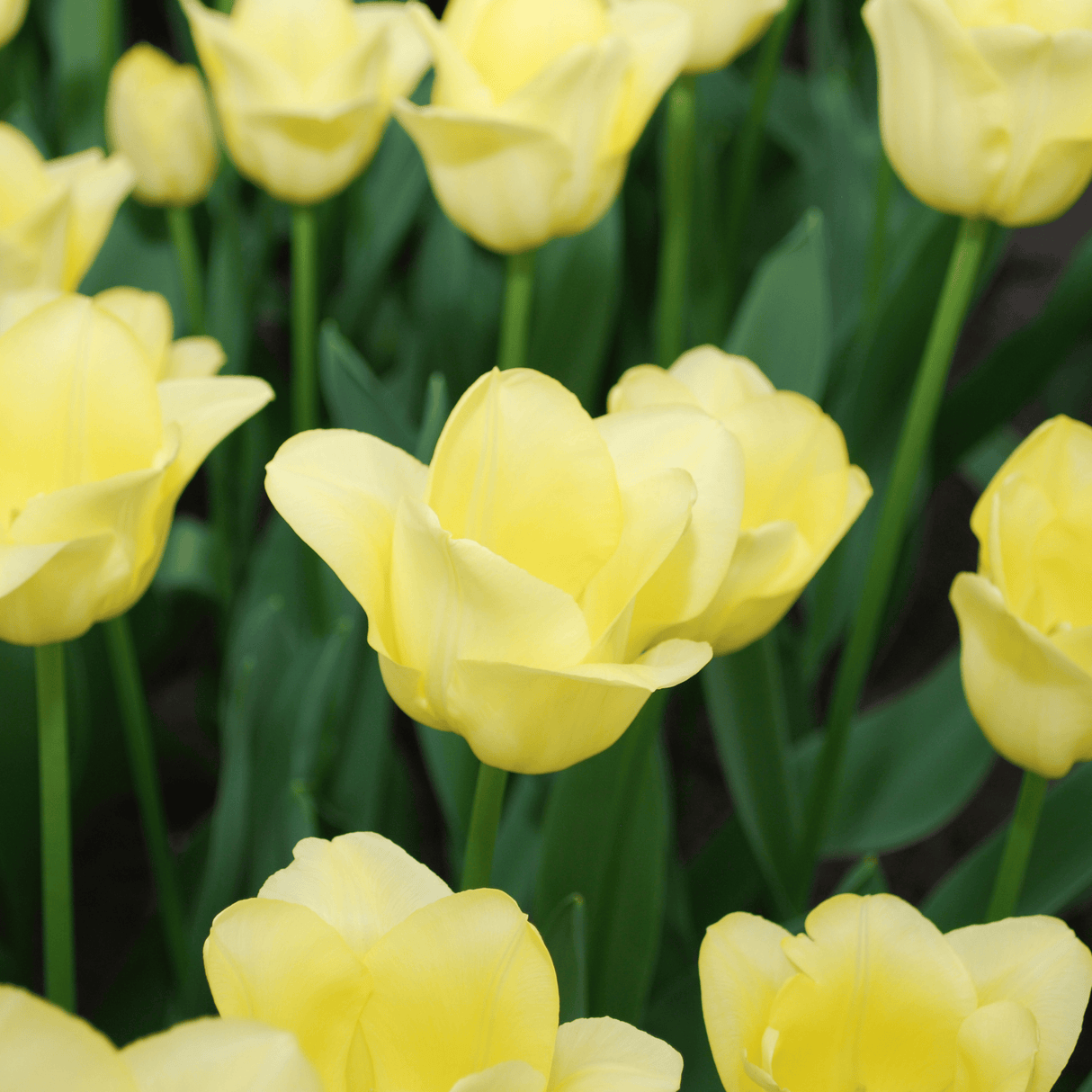 Tulip Bulbs World Friendship – 20 Pieces | KH Flower Bulbs® | Light Yellow Tulip – Soft, Friendly & Elegant – For Garden or Pot – Size 11/12 – Fresh from the Grower