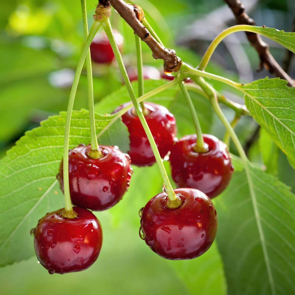 Cherry Tree - Prunus avium Regina - Red Cherry