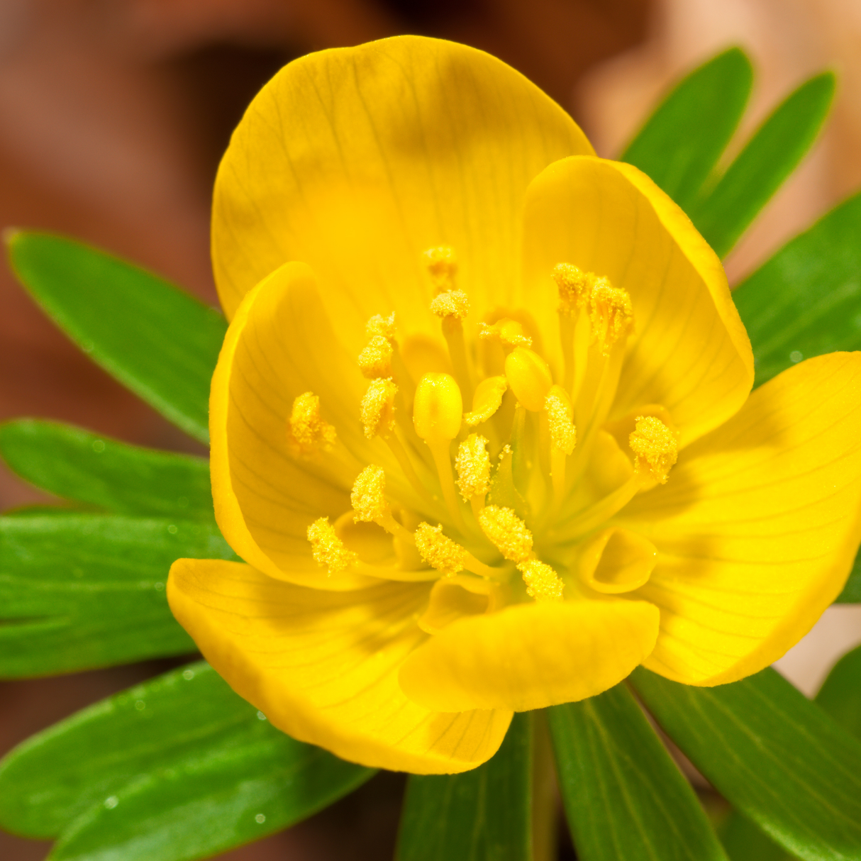 Akonieten bollen 30 stuks