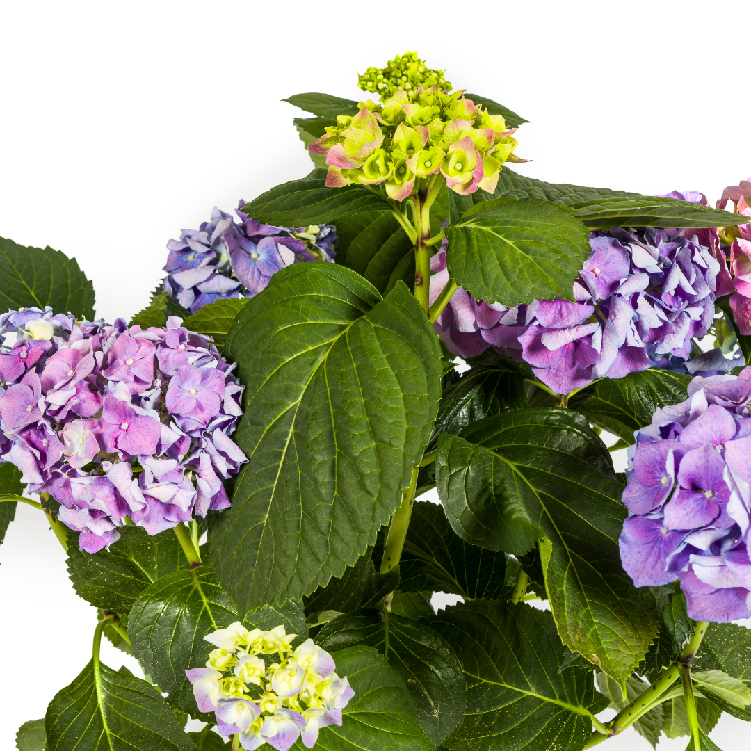 Hydrangea Macrophylla Blue