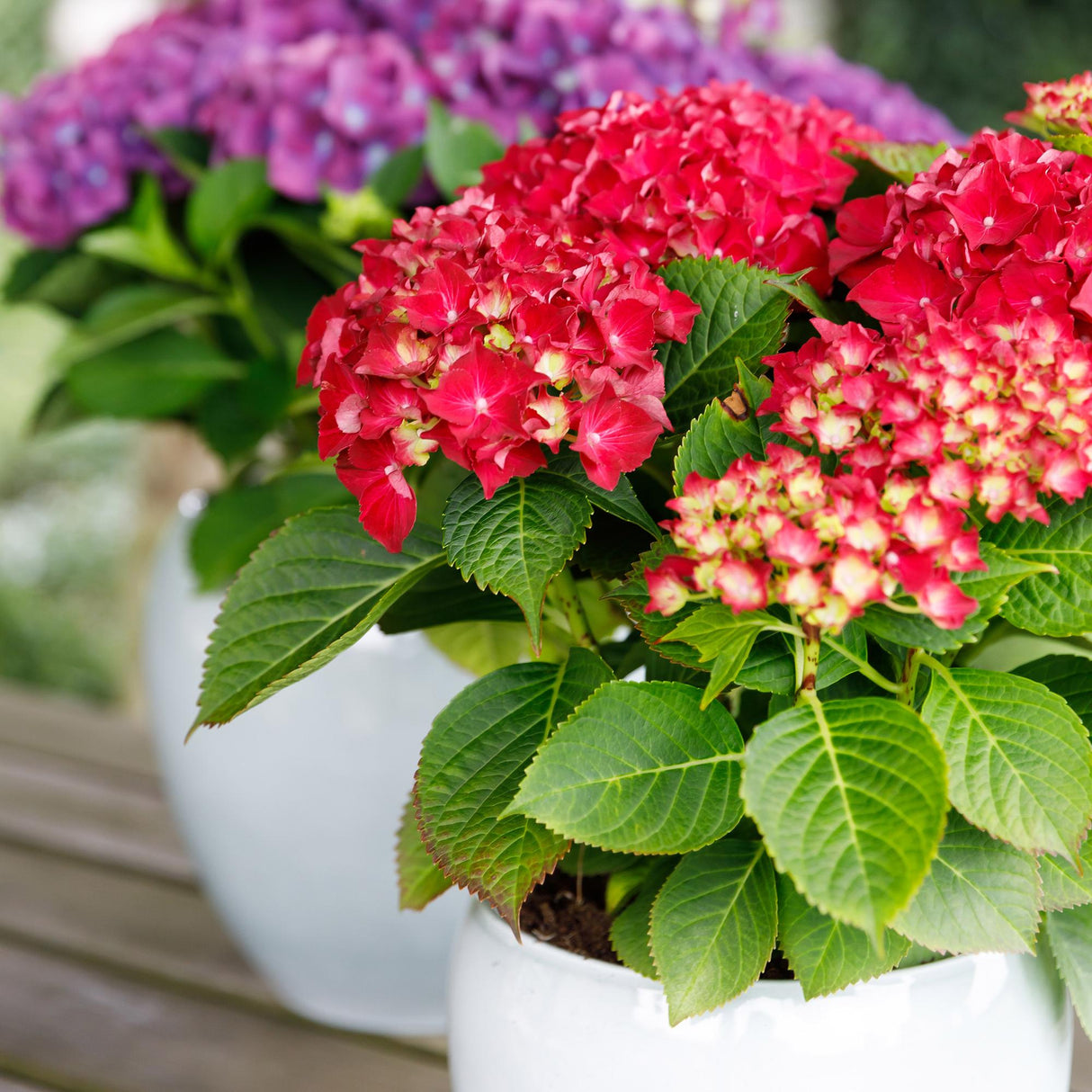Hydrangea macrophylla Forever & Ever Red x2