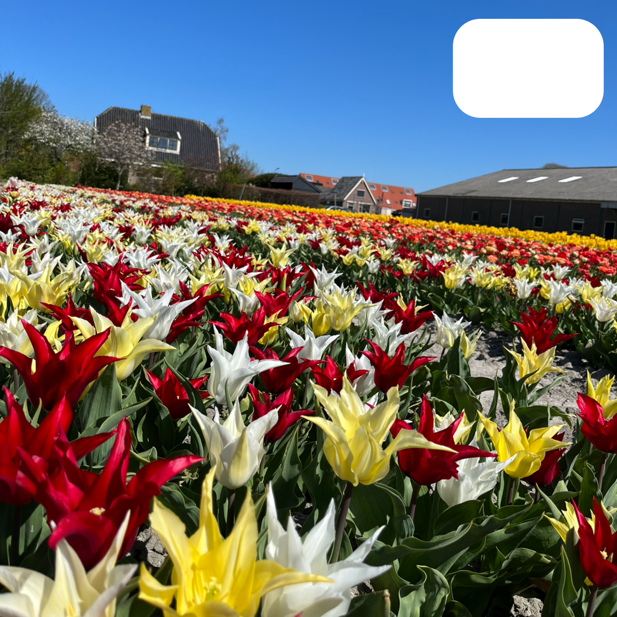 Tulpenbollen Tres Chic Mix – 20 Stuks | Geel & Witte Tulpen  – Voor Tuin of Pot – Maat 11/12