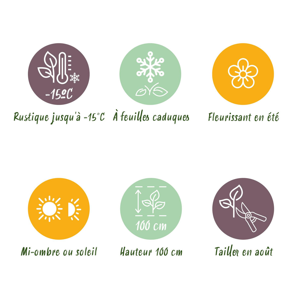 Hydrangea macrophylla Forever & Ever Red x2