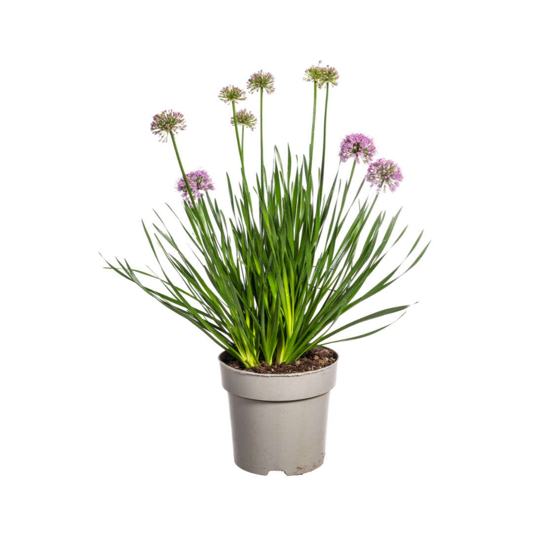Allium Senescens Millenium