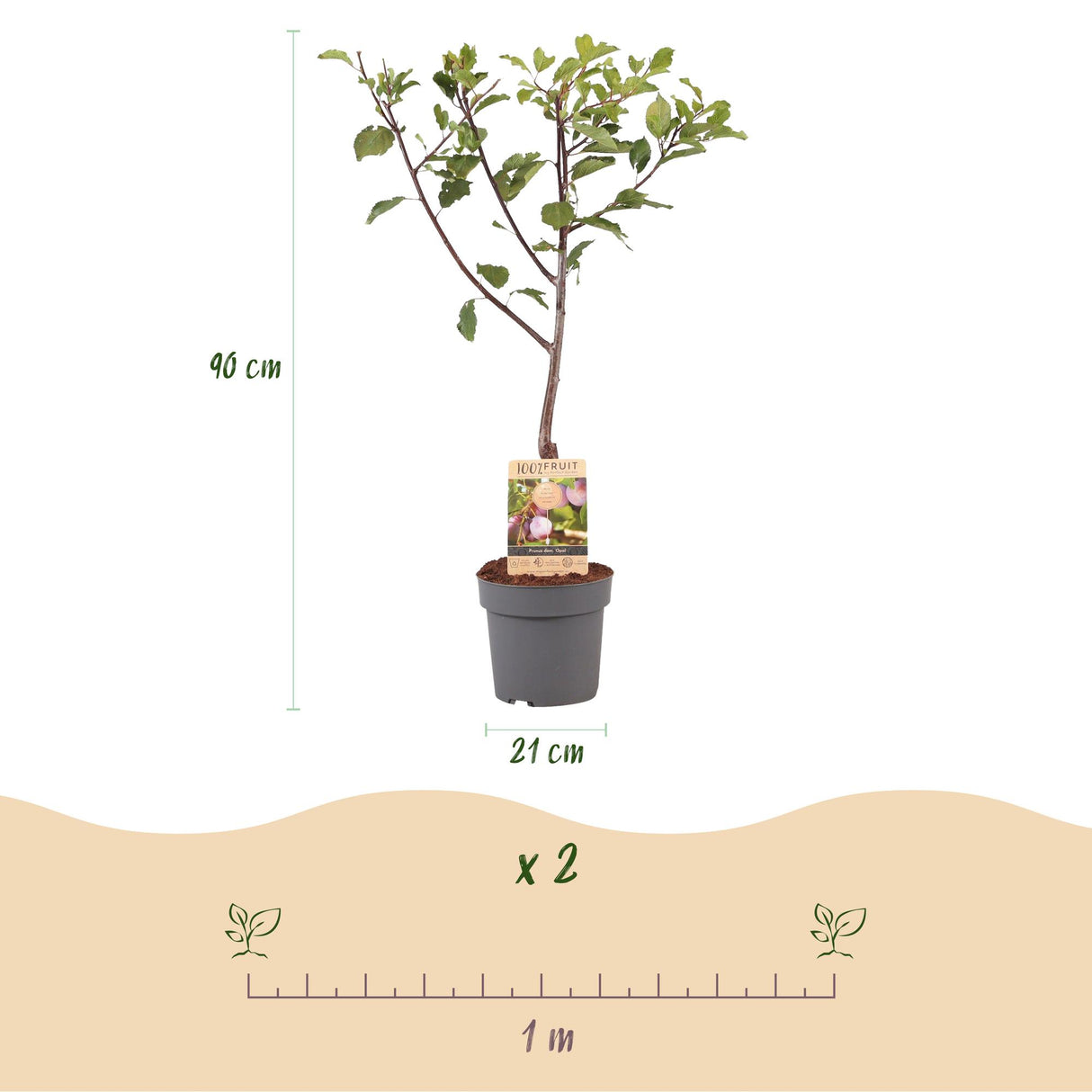 Plum tree - Prunus domestica Opal - Yellow Red Fruit