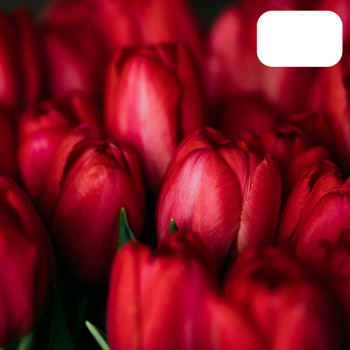 Tulip Bulbs Ile de France – 20 Pieces | Deep Red Tulip – Classic, Bold & Elegant – For Garden or Pot – Size 11/12 – Fresh from the Grower