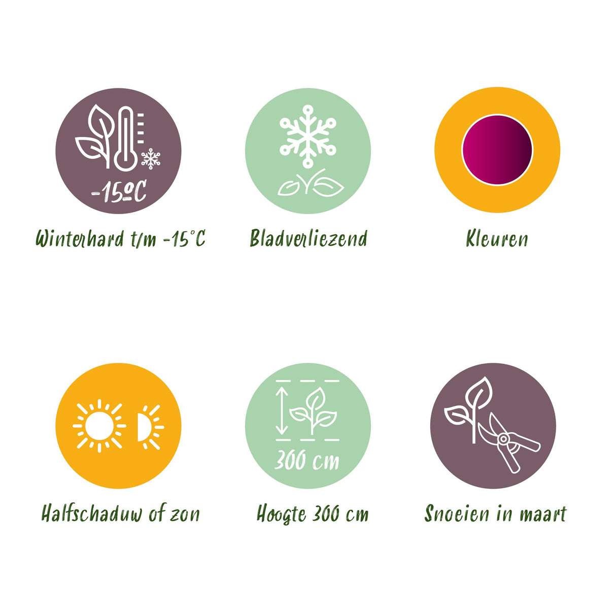 Green boutiQ - Terrasplant - Japanse Esdoorn - Acer palmatum Atropurpureum - Paars - 2 Planter - Bladverliezend - Potte 19cm Højte 70cm