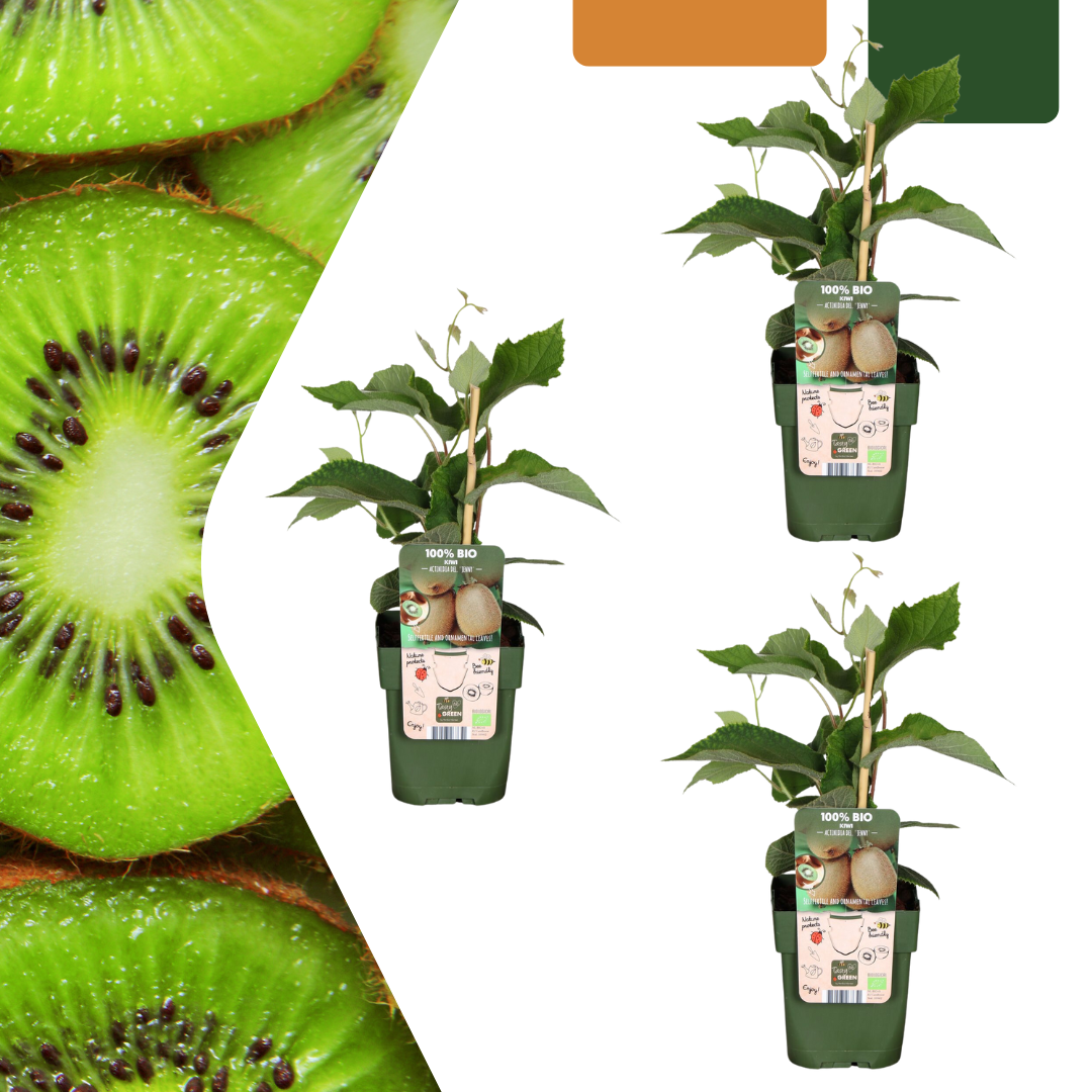 3 x Organic Kiwi Plants – Ø 13 cm – ↨ 20 cm