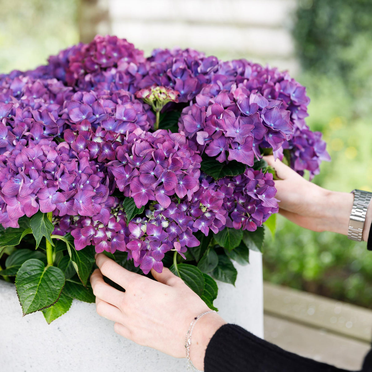 Hydrangea macrophylla Forever & Ever Purple x2