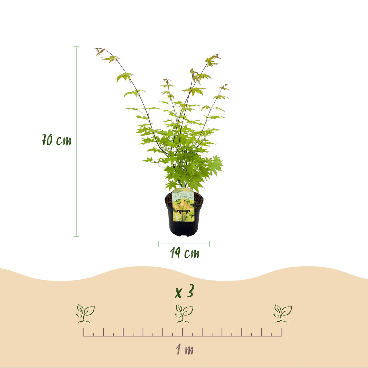 Acer palmatum Summergold x2
