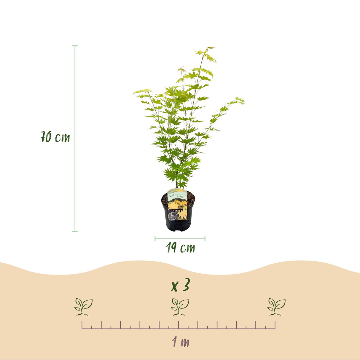 Grøn boutiQ - Terraplant - Japanse Esdoorn - Acer palmatum Jordan - Geel - 2 Planter - Bladverliezend - Potte 19cm Højte 70cm