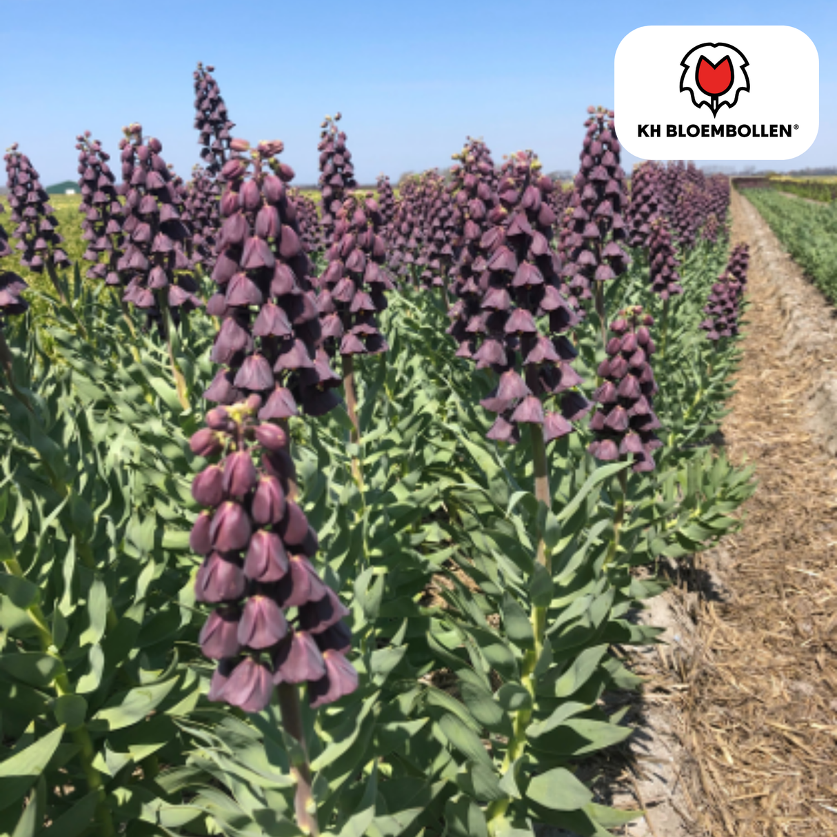 Fritillaria / Keizerskroon Purple Favorite 5 stuks