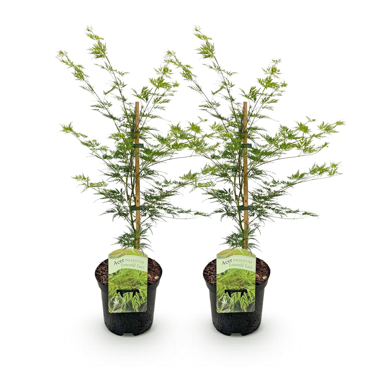 Grøn boutiQ - Terrasplant - Japanse Esdoorn - Acer palmatum Emerald Lace - Grøn - 2 Planter - Bladverliezend - Potte 19cm Højte 70cm