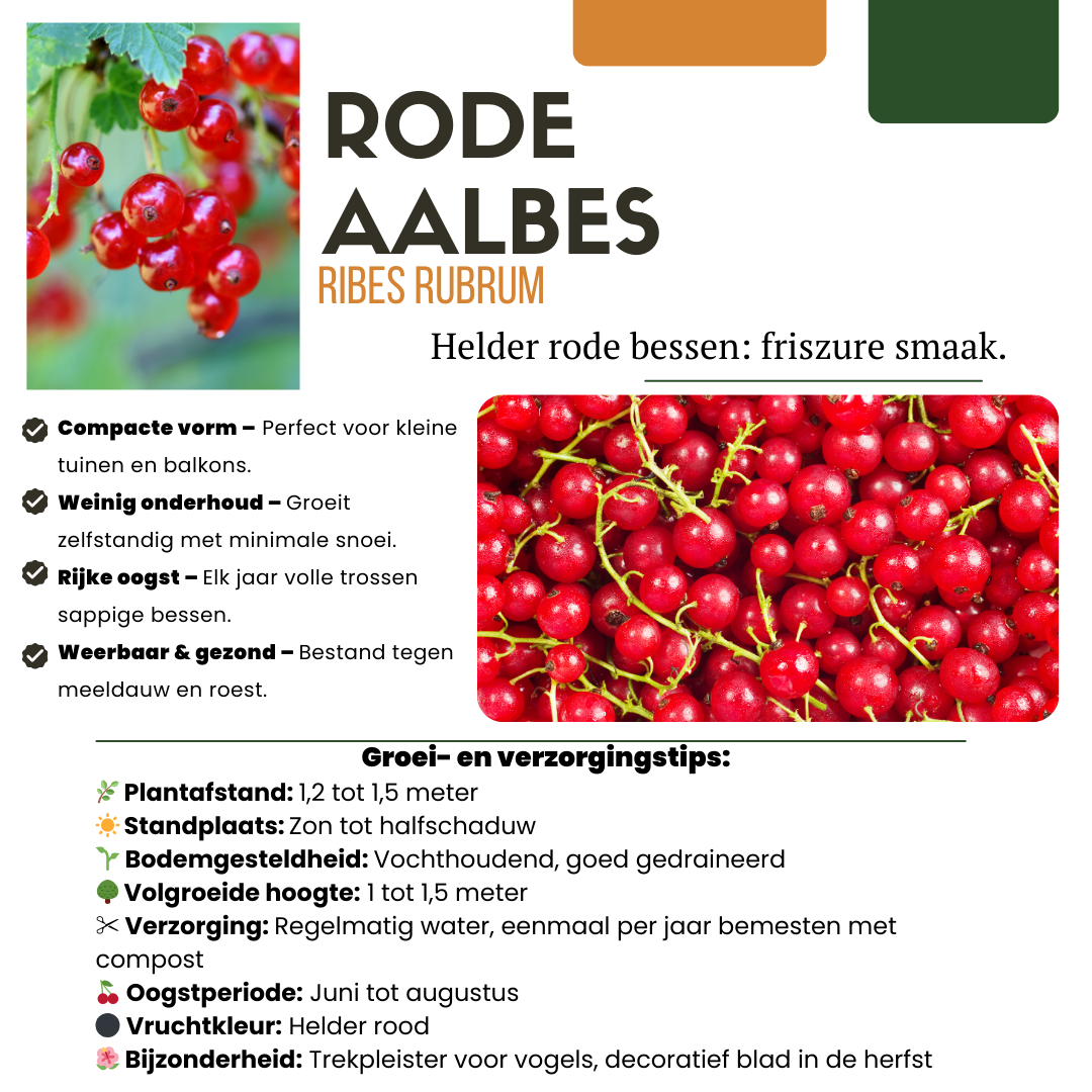 3 x Organic Gooseberry Plants – Ø 13 cm – ↨ 20 cm