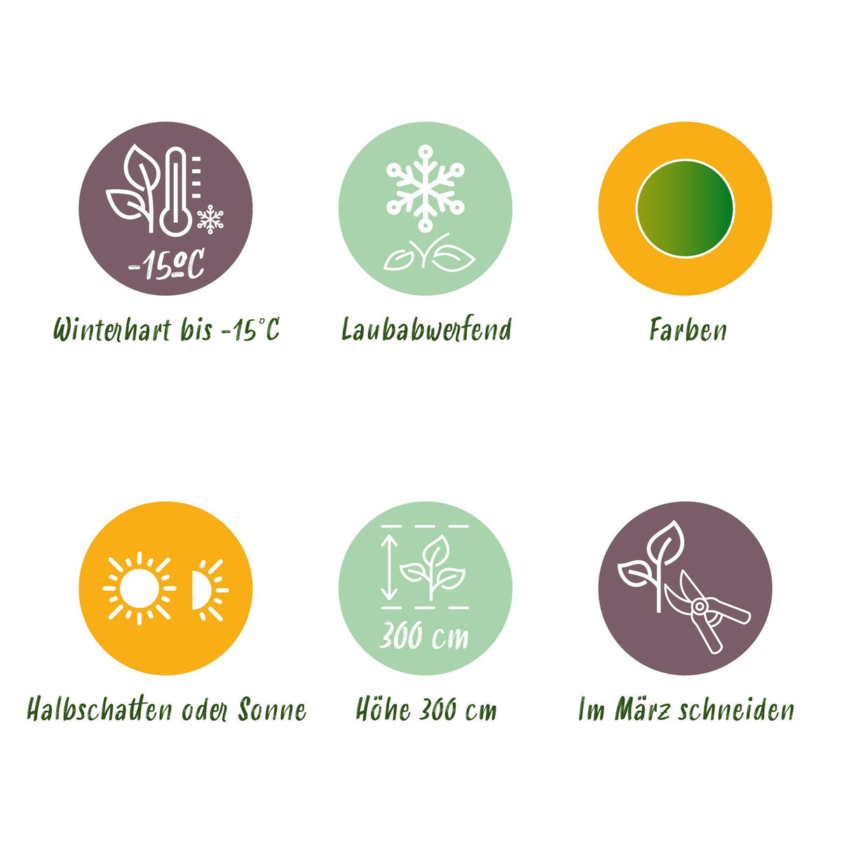 Acer palmatum Koto-no-ito x2