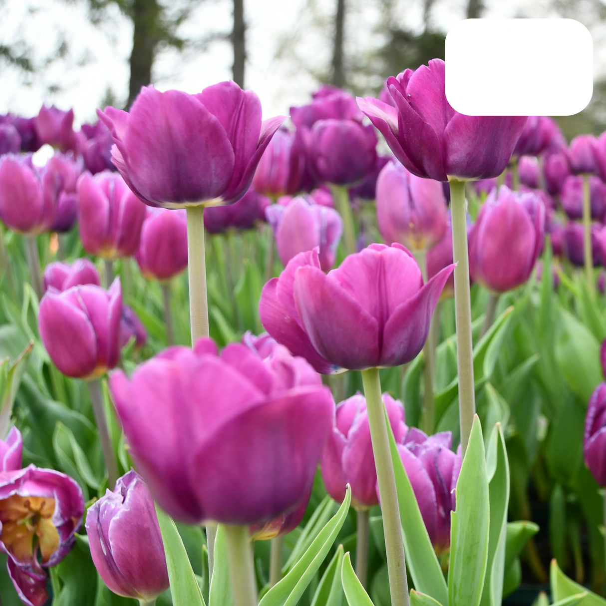 Purple-Violet Tulip / Pot – Size 11/12 x 20