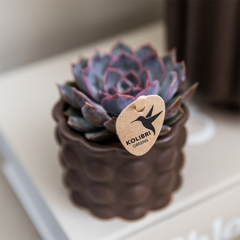 Plant Set Cotton Brown | Green Plants with White Phalaenopsis Orchid Ghent in Ceramic Decorative Pots