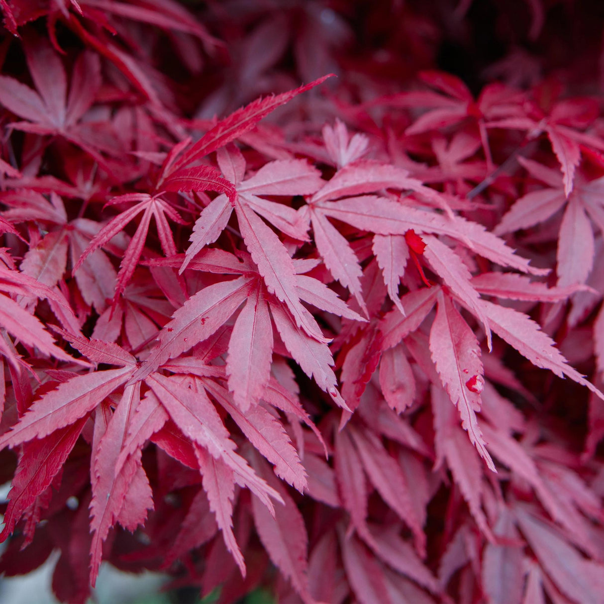 Acer palmatum Skeeters Broom x2
