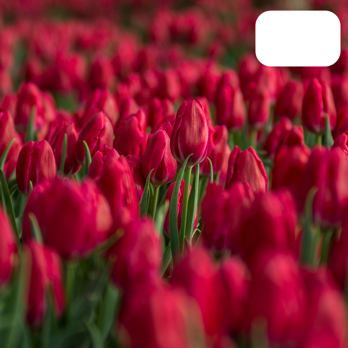 Tulip Bulbs Ile de France – 20 Pieces | Deep Red Tulip – Classic, Bold & Elegant – For Garden or Pot – Size 11/12 – Fresh from the Grower