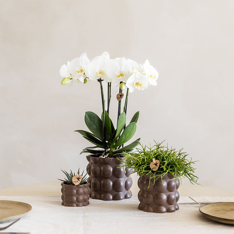 Plant Set Cotton Brown | Green Plants with White Phalaenopsis Orchid Ghent in Ceramic Decorative Pots