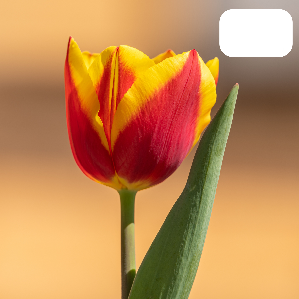 Tulip Bulbs Jan Seignette – 20 Pieces | Red-Yellow Striped Tulip – Classic & Striking – For Garden or Pot – Size 11/12 – Fresh from the Grower
