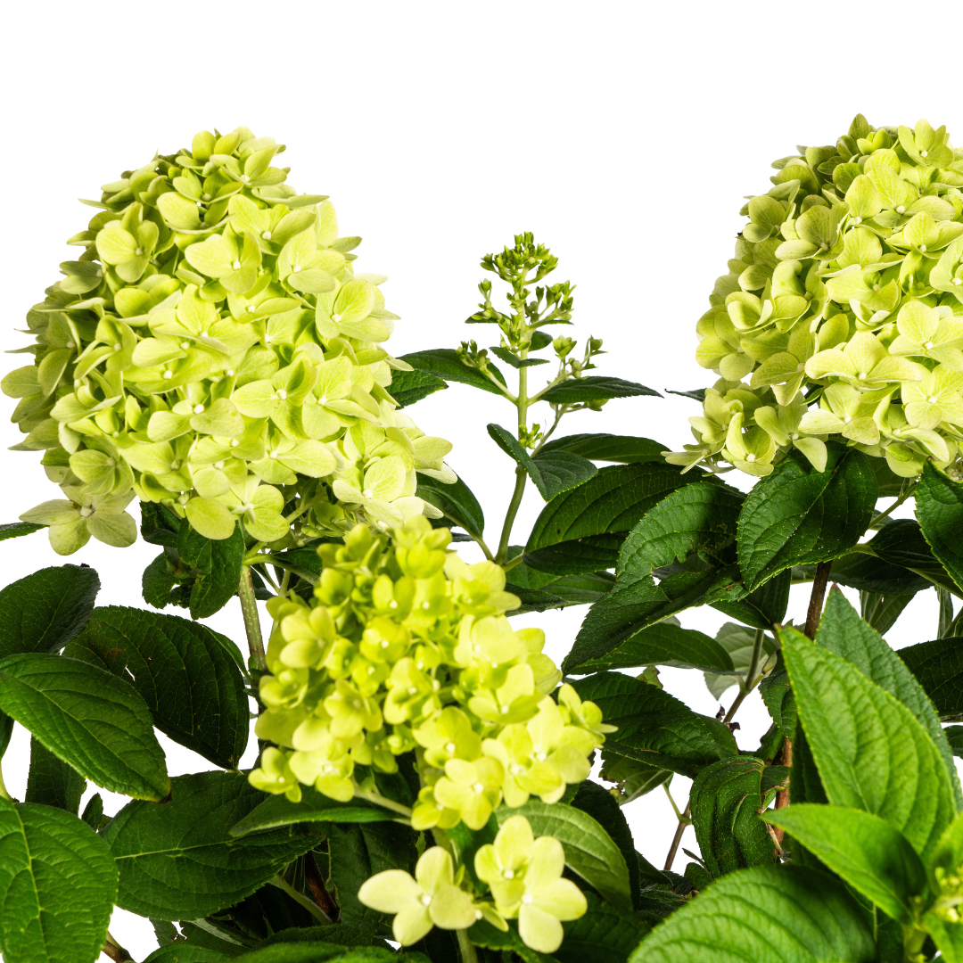 Hydrangea Paniculata Limelight