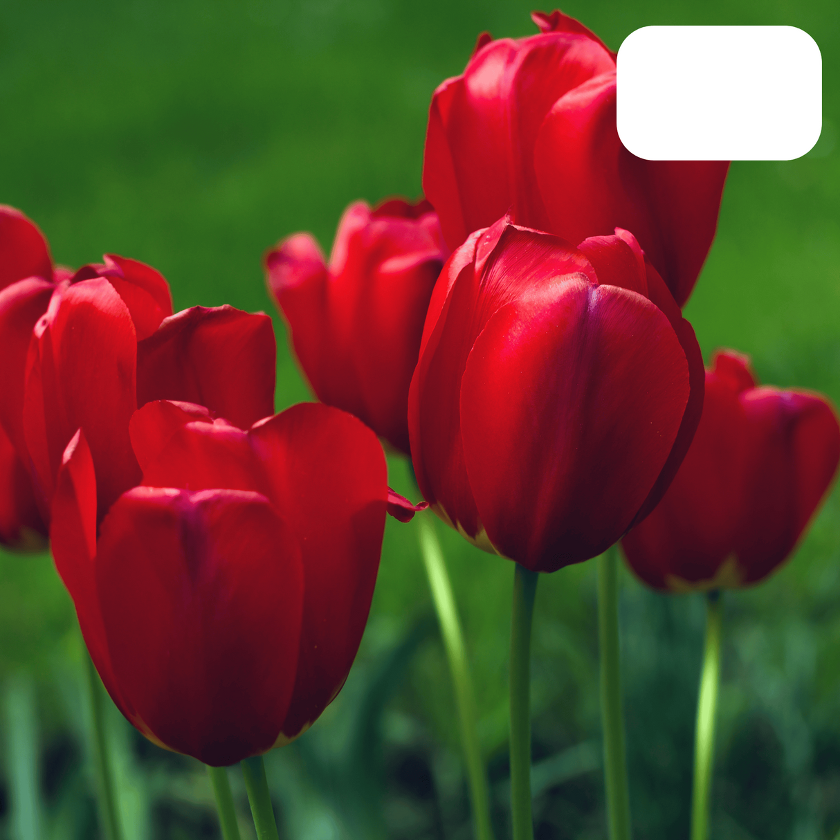 Deep Red Tulip – Strong / Pot – Size 11/12 x20