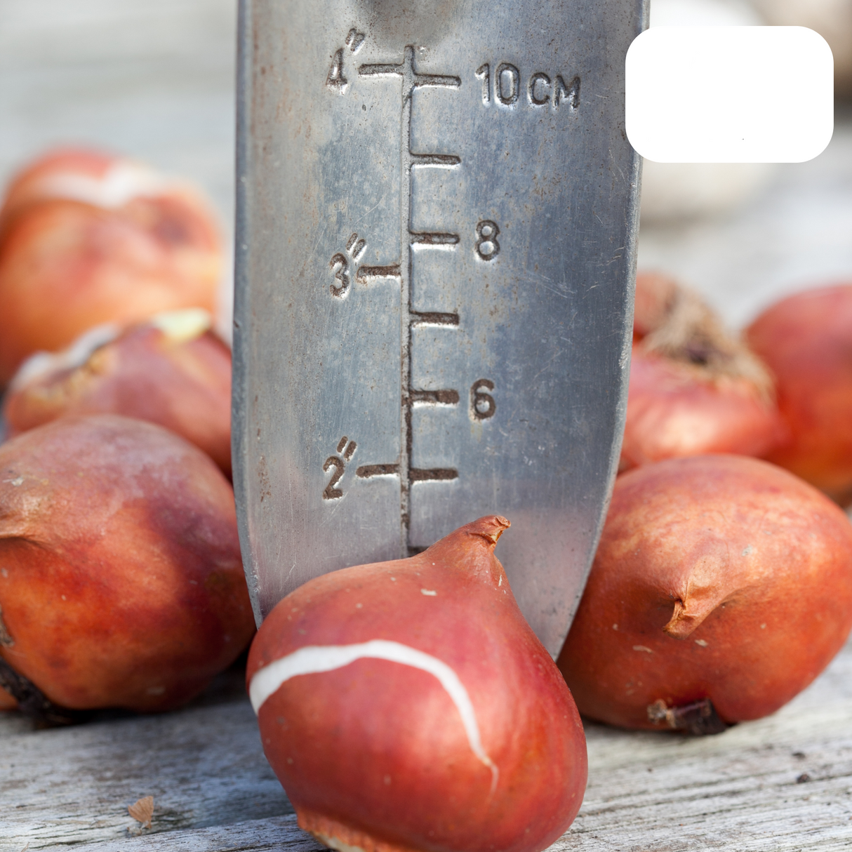 Tulpenbollen Tres Chic Mix – 20 Stuks | Geel & Witte Tulpen  – Voor Tuin of Pot – Maat 11/12