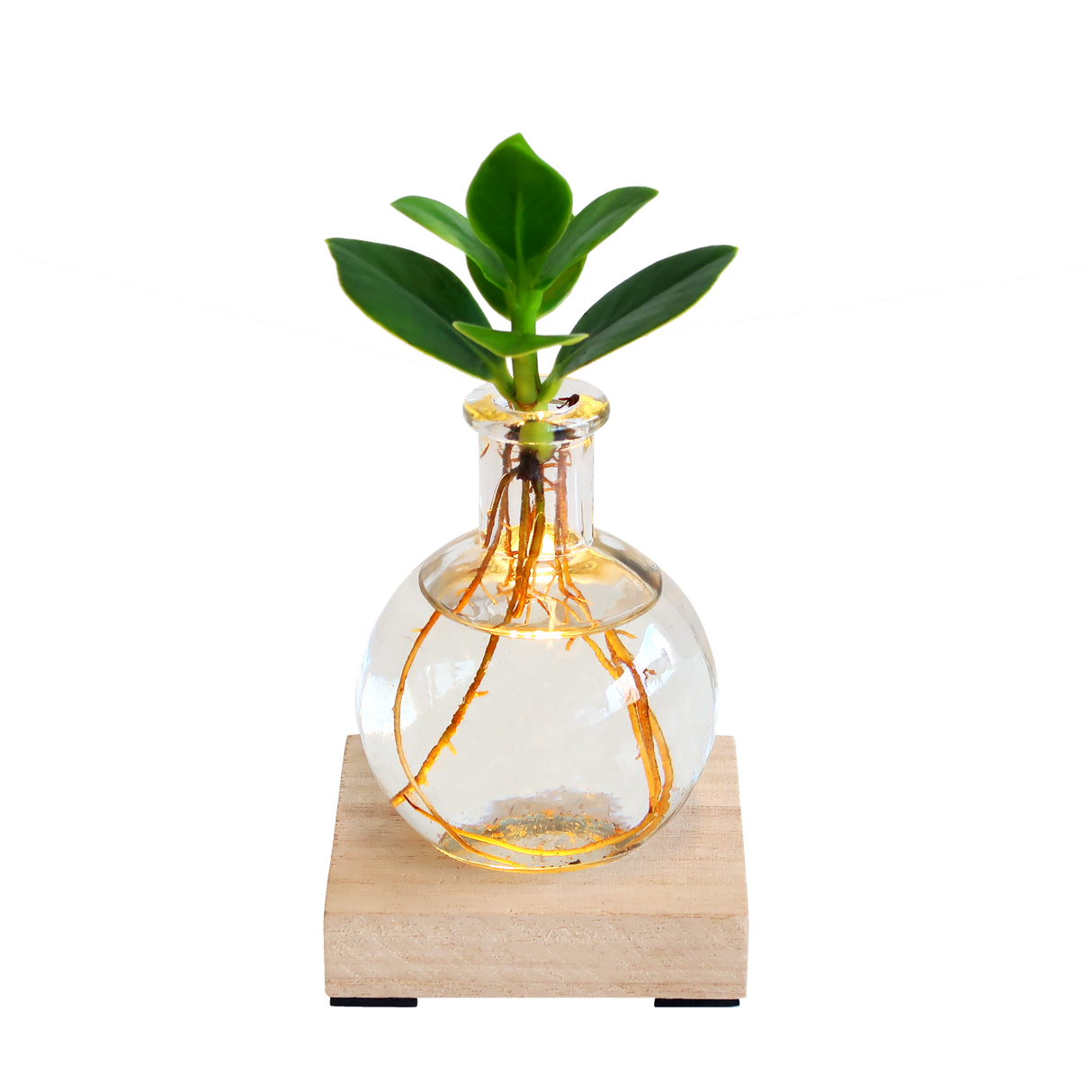 Glowplant - Clusia in a vase with a lamp